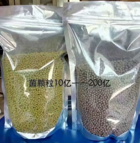 點(diǎn)擊查看詳細(xì)信息<br>標(biāo)題：枯草芽孢桿菌菌劑顆粒 閱讀次數(shù)：3824
