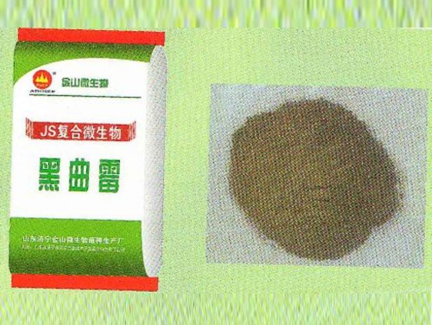 點(diǎn)擊查看詳細(xì)信息<br>標(biāo)題：黑曲霉 閱讀次數(shù)：2530