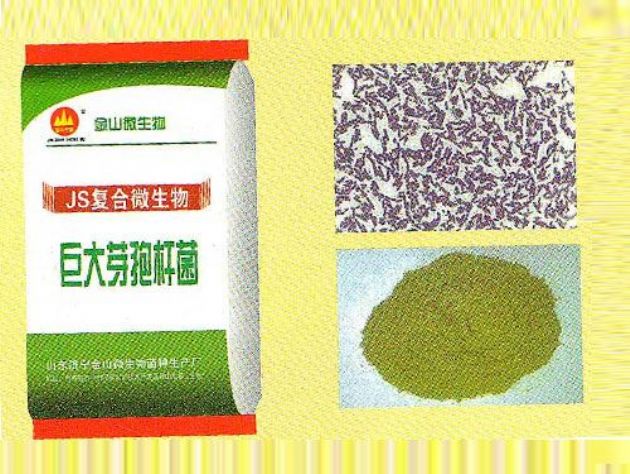 點(diǎn)擊查看詳細(xì)信息<br>標(biāo)題：巨大芽孢桿菌 閱讀次數(shù)：2412